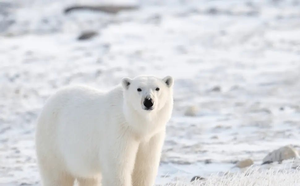 Gemeinsam für Eisbären 🐻❄️❤️ Erfahre, wie Björn und "Pays de l'Ours“ ihre Kräfte bündeln! - Björn Shop